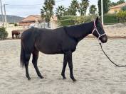 Jument irlandaise plein papier