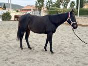 Jument irlandaise plein papier