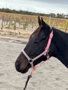 Jument irlandaise plein papier