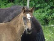 A VENDRE PRUDE DU TIGRE CELTE