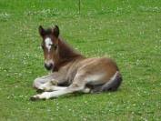 A VENDRE PRUDE DU TIGRE CELTE