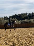 Hongre PSL 8 ans . Nocivo du Castel 