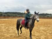 Hongre PSL 8 ans . Nocivo du Castel 