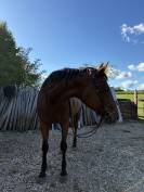 Jument Pur-sang anglaise 