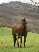 Jument Pur-sang anglaise 