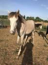 Superbe pouliche sport WELSH X Barbe