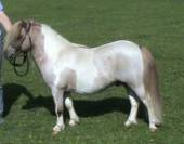 Tawna Neptune - Shetland PP ( GBR ) 