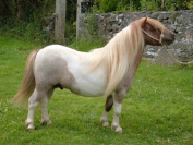 Tawna Neptune - Shetland PP ( GBR ) 