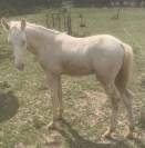 2 poulains OC de 2025