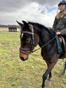 Hongre PS de 3,5 ans 