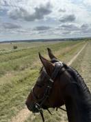 Hongre PS de 3,5 ans 