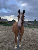 Cours pour enfants dans le respect du cheval ?