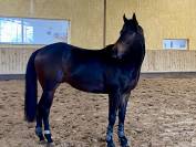 Magnifique Pur Sang 3,5 ans 