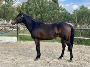 Magnifique Pur Sang 3,5 ans 