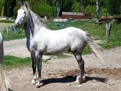 Beau cheval espagnol PRE
