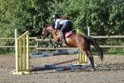 Ponette, New Forest de 5 ans