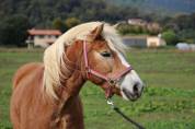 eQ Galeta, poni C haflinger
