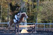 eQ Galeta, poni C haflinger