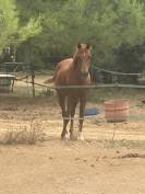 Donne pur sang arabe