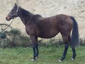 Donne jument PS pleine de SEALIWAY 