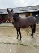 Jument lusitanienne 9 ans 