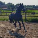 recherche des demi-pensionnaires pour mes chevaux