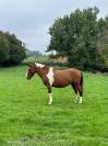 Joli poney pie 6 ans