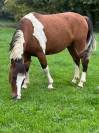Joli poney pie 6 ans