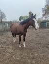 Jument pour loisirs 