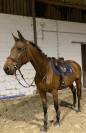 Jument à vendre 