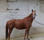 Jolie jument alezane 11 ans