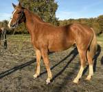 Poulain 2 ans par Itoki & Calvaro