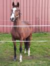 Jument de loisirs 