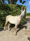 À vendre, superbe poney gris de 5 ans, toisant 146 cm, 