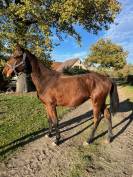 CHEVALL SELLE FRANCAIS HONGRE NE EN 2023