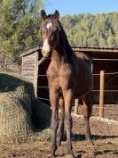 A VENDRE - POULAIN par DOMINATOR Z × SORAYA DE LA POMME