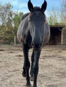 A VENDRE - POULICHE DOMINATOR Z × LAVINA VD BISSCHOP