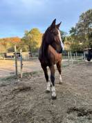 A VENDRE - POULICHE HEARTBREAKER X GIN FIZZ DE MUZE