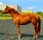 Jument pur sang arabe 