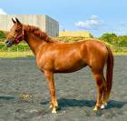 Jument pur sang arabe 