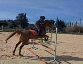 Jument pur sang arabe 