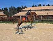 Jument pur sang arabe 