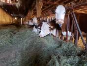 Other agricultural property  Jura