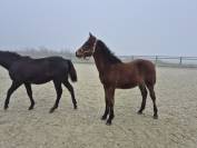 Ruin Welsh Partbred Te koop 2025 Donker bruin / bai