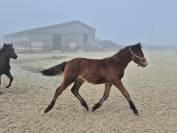 Ruin Welsh Partbred Te koop 2025 Donker bruin / bai