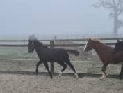 Ruin Welsh Pony (Section B) Te koop 2025 Schimmel