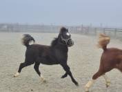 Ruin Welsh Pony (Section B) Te koop 2025 Schimmel