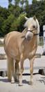 Magnifique ponette Welsh Mountain Palomino PP