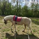 Magnifique ponette Welsh Mountain Palomino PP