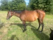 Poulini&egrave;re selle fran&ccedil;ais 